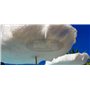 Frou Frou Parasol
