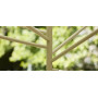 Extremis Acacia suncobran, ambijent 6