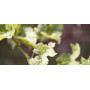 Extremis Acacia senčnik, ambient 28