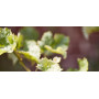 Extremis Acacia suncobran, ambijent 28