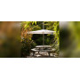Extremis Tiki stool, setting 30
