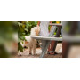 Extremis Tiki stool, setting 31