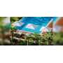 Tuuci Bay Master M1 Classic suncobran, ambijent