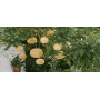 Sika-Design Tangelo Exterior Lampenschirm, Ambiente 3