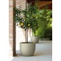 ATRIA pot